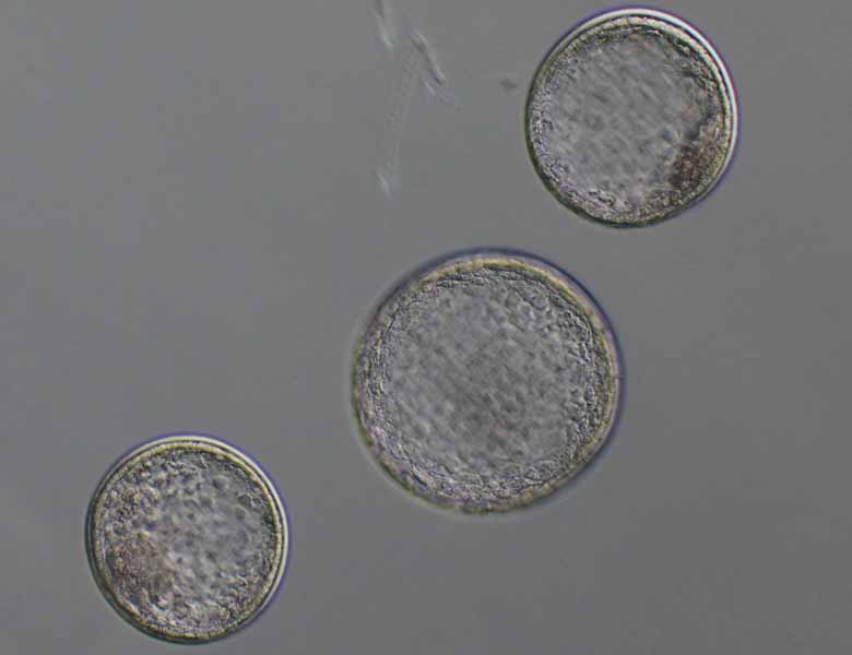 Frozen embryos for sale